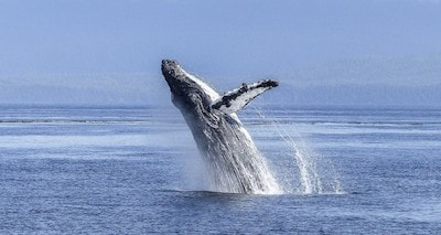 whale watching tours 